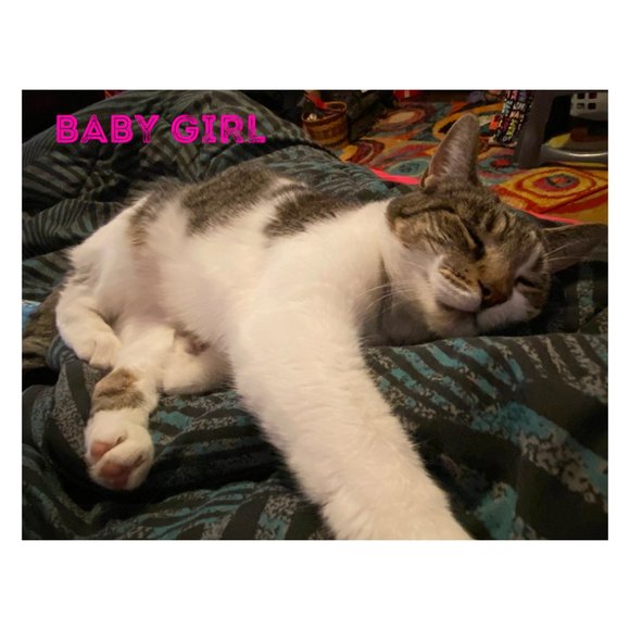 MEET MY POSH BUDDY BABY GIRL & RAVEN& COOKIE TIGGER MIDNIGHT - Picture 9 of 13